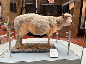 Dolly, the world's first cloned animal.